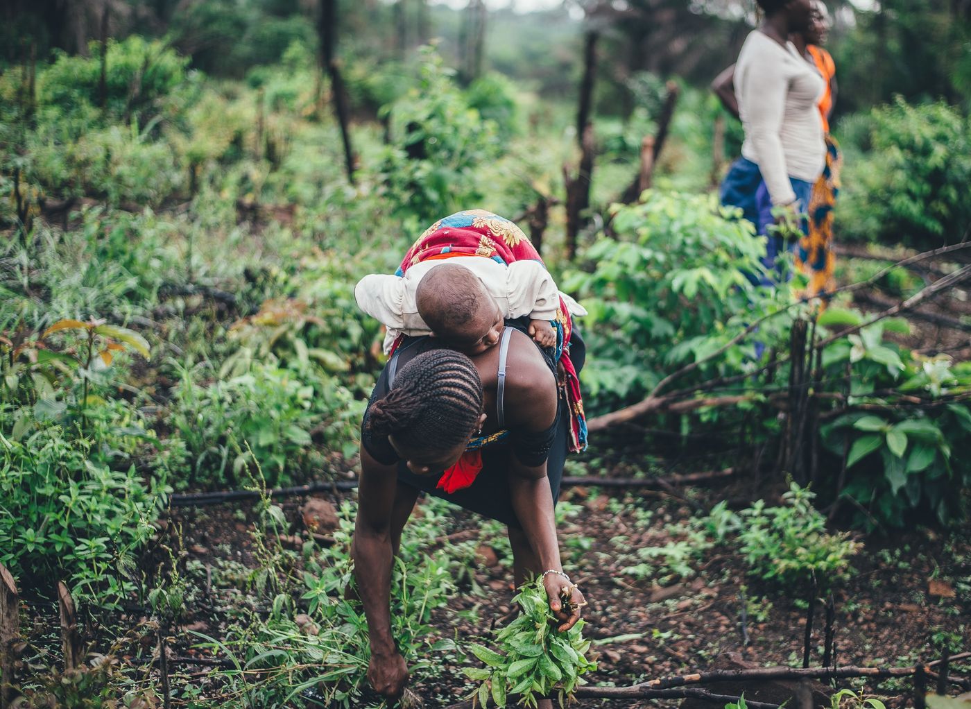 Agro-alimentaire