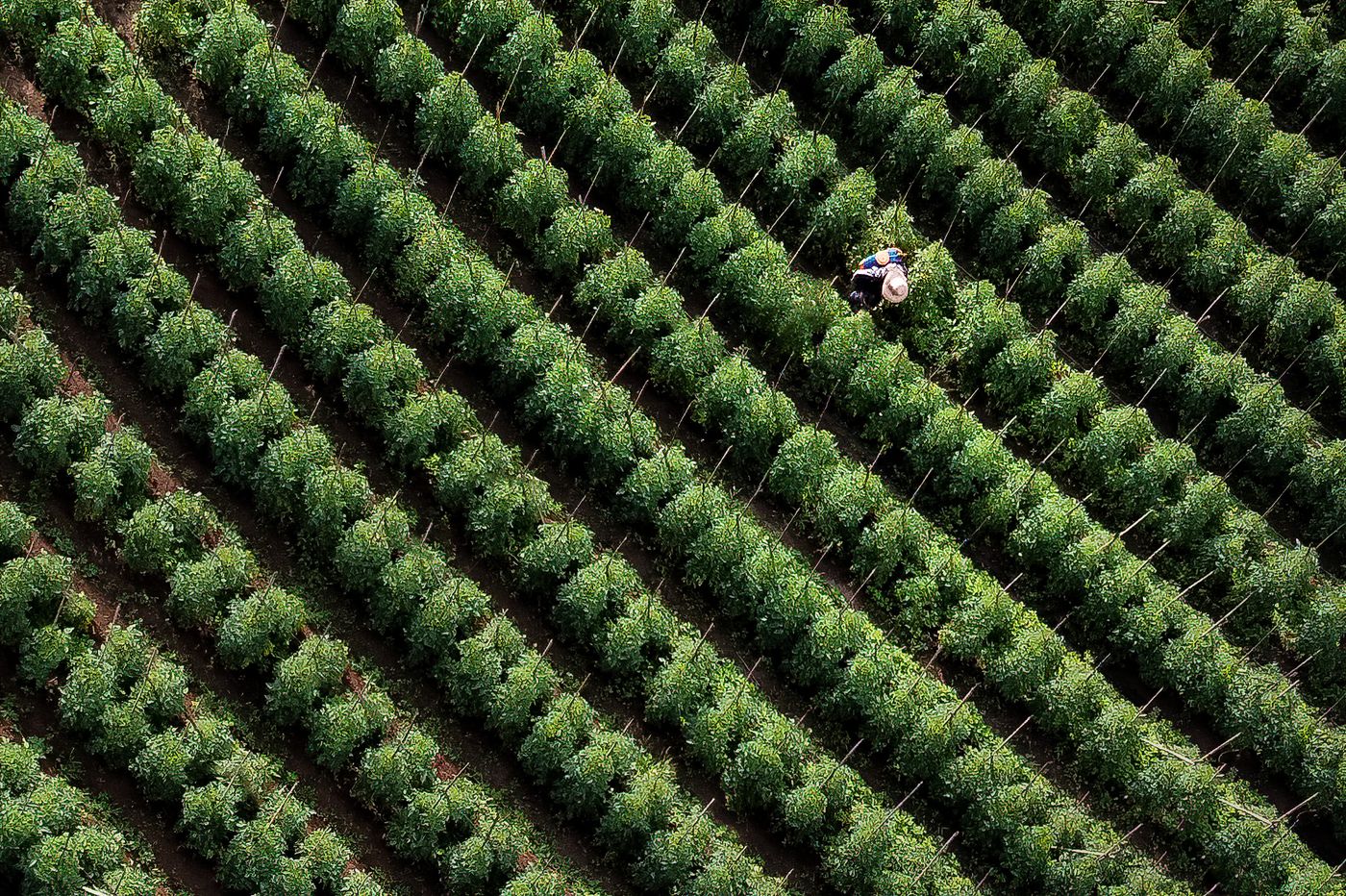 Agro-alimentaire